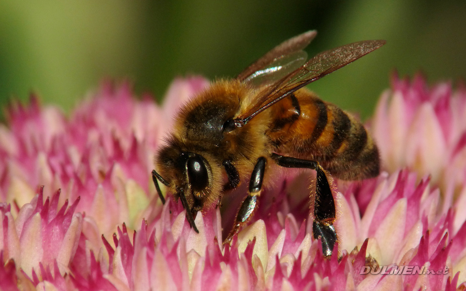 European honey bee (Apis mellifera)